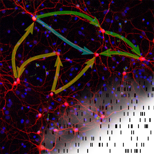 How does network structure shape brain activity?