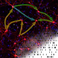 How does network structure shape brain activity?