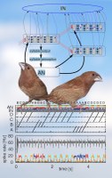A model of song syntax generation in the Bengalese finch