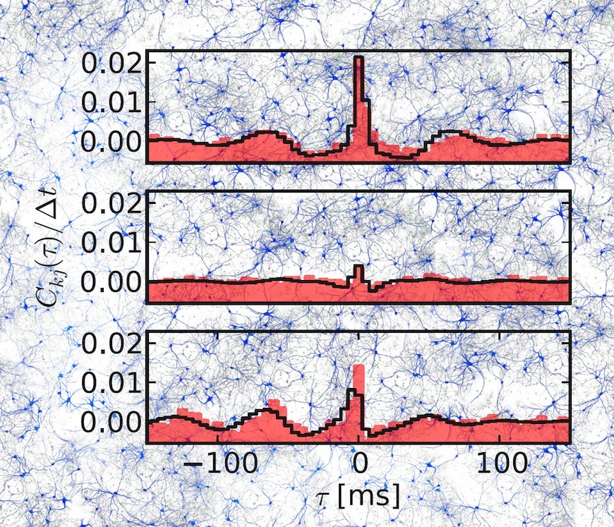 Why do neurons act in unison?