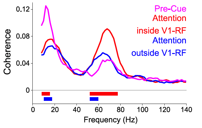 Stimuli are selected through selective synchronisation