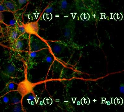 No two cells act the same