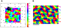 A novel view on the visual cortex